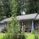 Focused on Mississippi: Giant sunflower in Mendenhall