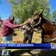 Veterans visit Oxford Police horses