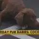 Friday Fur Babies: Meet Coco