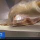 Deadly listeria outbreak linked to sliced deli meat, CDC says