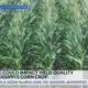 Dry June may limit Mississippi’s corn crop potential