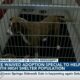 Fee-waived adoption special to help with high shelter population