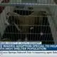 Fee-waived adoption special to help with high shelter population