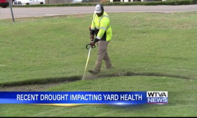Drought takes a toll on north Mississippi yards