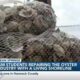 USM students repairing the Gulf’s oyster industry with a living shoreline