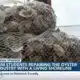 USM students repairing the Gulf’s oyster industry with a living shoreline