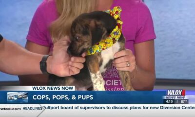 Gulfport community coming together to save lives through pet adoption program