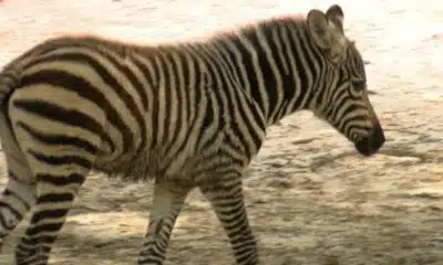 Hattiesburg Zoo’s baby zebra doing well, making friends