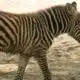 Hattiesburg Zoo’s baby zebra doing well, making friends