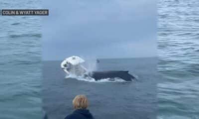 Shocking footage shows whale capsize a boat in New Hampshire
