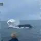 Shocking footage shows whale capsize a boat in New Hampshire