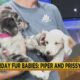 Friday Fur Babies: Meet Piper and Prissy