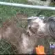 Animal shelter releases video from inside the home of an animal cruelty case in Corinth