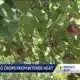 Arkansas expert explains why extreme heat can be bad for plants