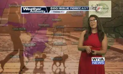 Dog Walk Forecast for July 30th - Hank