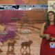 Dog Walk Forecast for July 30th - Hank