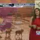 Dog Walk Forecast for July 30th - Hank
