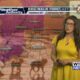 Dog Walk Forecast for July 31st - Morgan & Honey