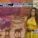 Dog Walk Forecast for July 31st - Morgan & Honey