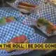 On the Roll: I Be Dog Gone
