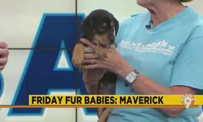 Friday Fur Babies: Meet Maverick
