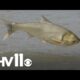 How invasive fish are threatening several Arkansas industries