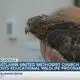 Freedom Ranch Wildlife Center educates Pascagoula youth of the importance of birds of prey