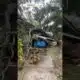 Tropical Storm Debby | Tree falls on car in Florida #TSdebby #weather #abcactionnews