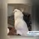 Search continues for missing bird