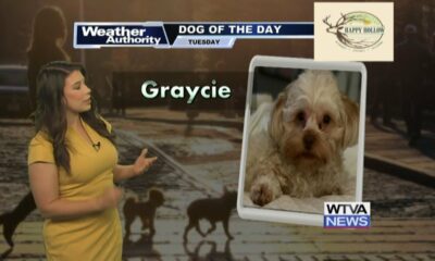 Dog Walk forecast for August 6th - Graycie