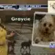 Dog Walk forecast for August 6th - Graycie