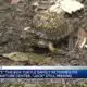 1 of 2 missing turtles returned to Louisville Nature Center