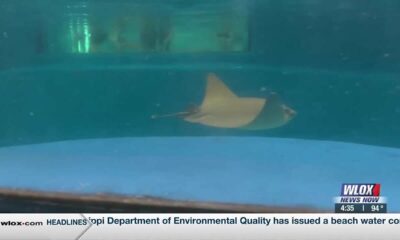 Institute for Marine Mammal Studies sting rays with Taylor Graham