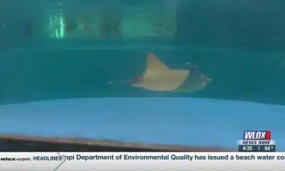 Institute for Marine Mammal Studies sting rays with Taylor Graham