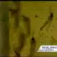 First West Nile death reported this year