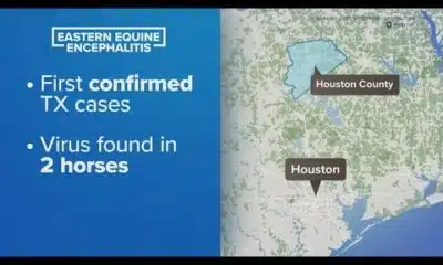 Deadly mosquito-borne illness found in 2 Texas horses