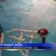 Todd the macaw from the Mississippi Aquarium waves goodbye