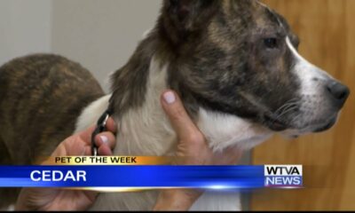 Pet of the Week: Cedar