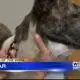 Pet of the Week: Cedar
