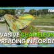 Invasive chameleon clans growing in Florida along Space Coast