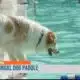 What’s Happening This Weekend? Car show in Tupelo, dog paddle in Starkville and more