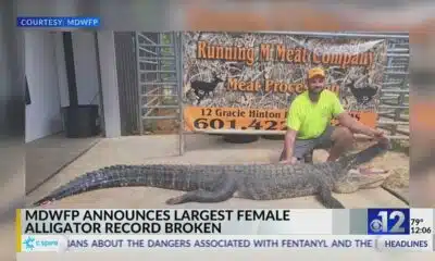 Mississippi man catches record female alligator