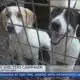 KTVE wraps up 2024 Clear the Shelters campaign