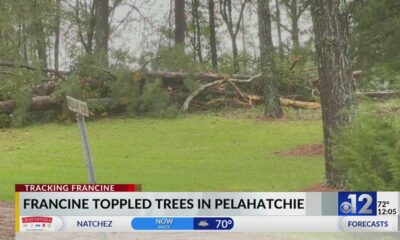 Francine topples trees across Mississippi