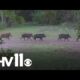 Feral hogs cause damage to rural communities in Arkansas