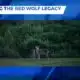 MSU Receives Grant to Revive the Red Wolf Population