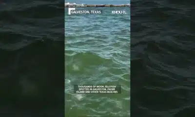 Moon jellyfish 'as far as the eye can see' in Galveston, Texas #shorts