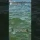 Moon jellyfish 'as far as the eye can see' in Galveston, Texas #shorts