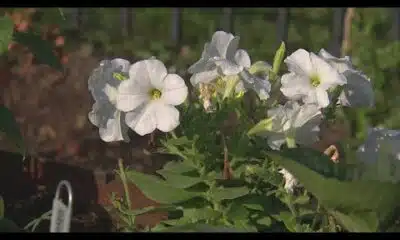 Doom or bloom | Why it isn’t too late to plant for the fall season