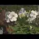 Doom or bloom | Why it isn’t too late to plant for the fall season